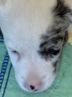 Jaxs, a male Jack Russell Terrier for sale in Glenwood, GA – Photo 2 of 4