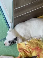 Jaxs, a male Jack Russell Terrier for sale in Glenwood, GA – Photo 4 of 4