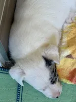 Jaxs, a male Jack Russell Terrier for sale in Glenwood, GA – Photo 3 of 4