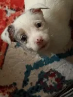 Maggie has blue eyes, a female Jack Russell Terrier for sale in Glenwood, GA – 7 of 10