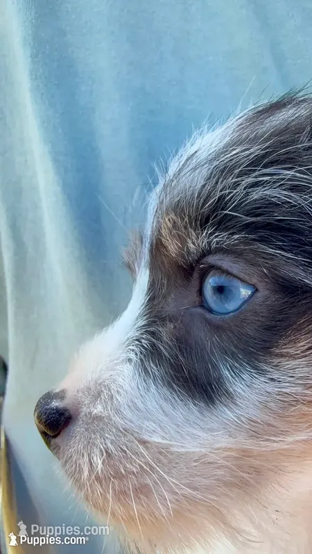 Mazie one blue eye rough coat – Jack Russell Terrier puppy for sale in Glenwood, GA