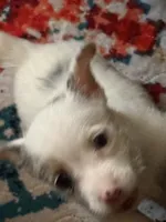 Maggie has blue eyes, a female Jack Russell Terrier for sale in Glenwood, GA – 10 of 10