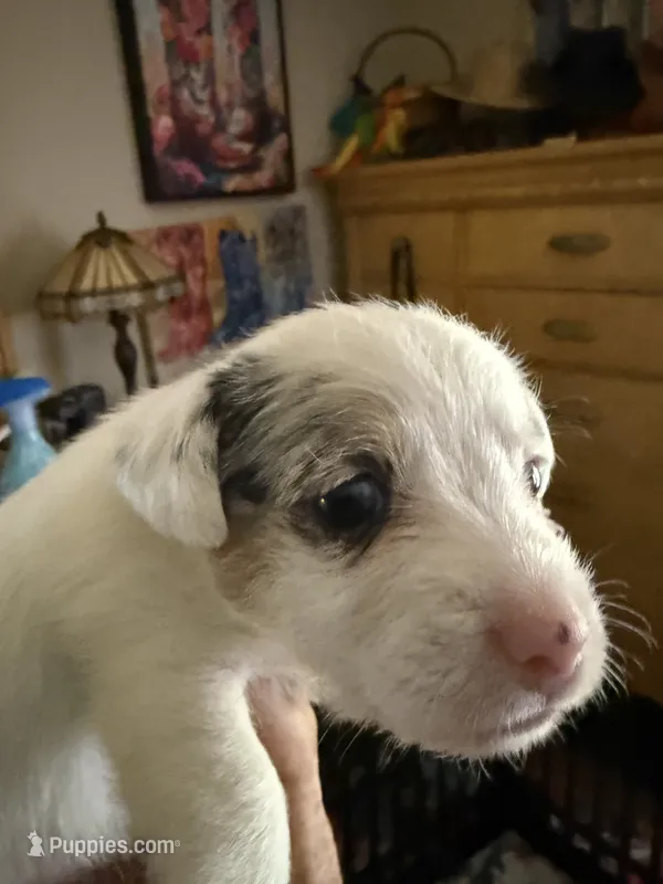 Maggie – Jack Russell Terrier puppy for sale in Glenwood, GA