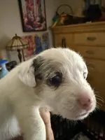Maggie, a female Jack Russell Terrier for sale in Glenwood, GA – 1 of 5