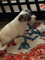 Mazie one blue eye, a female Jack Russell Terrier for sale in Glenwood, GA – 9 of 9