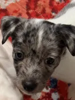 Cricket one blue eye blue merle, a female Jack Russell Terrier for sale in Glenwood, GA – 9 of 10