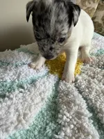 Cricket, a female Jack Russell Terrier for sale in Glenwood, GA – 5 of 8