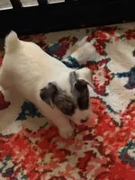 Mazie one blue eye, a female Jack Russell Terrier for sale in Glenwood, GA – 8 of 9