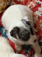 Mazie one blue eye, a female Jack Russell Terrier for sale in Glenwood, GA – 6 of 9