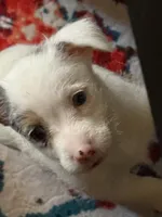Maggie has blue eyes, a female Jack Russell Terrier for sale in Glenwood, GA – 9 of 10