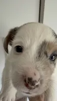 Zara, a female Jack Russell Terrier for sale in Glenwood, GA – 5 of 5