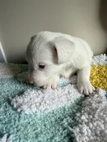 Cotton, a male Jack Russell Terrier for sale in Glenwood, GA – 6 of 7