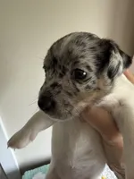 Cricket, a female Jack Russell Terrier for sale in Glenwood, GA – 3 of 8