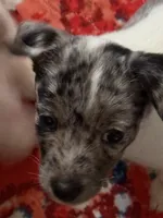 Cricket one blue eye blue merle, a female Jack Russell Terrier for sale in Glenwood, GA – 10 of 10