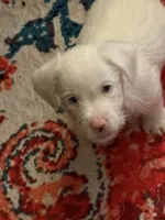 Cotton, a male Jack Russell Terrier for sale in Glenwood, GA – 8 of 10