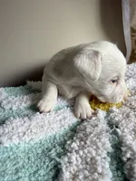 Cotton, a male Jack Russell Terrier for sale in Glenwood, GA – 2 of 7