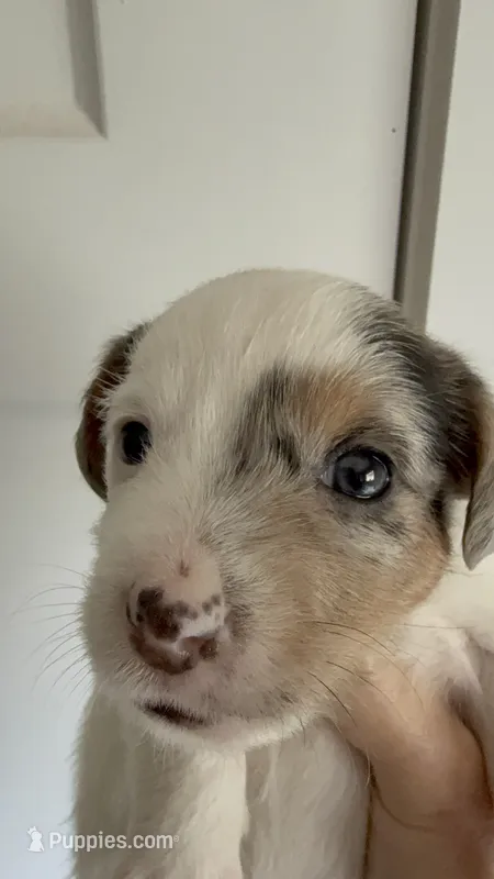 Zara – Jack Russell Terrier puppy for sale in Glenwood, GA