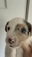 Zara, a female Jack Russell Terrier for sale in Glenwood, GA – 1 of 5