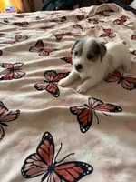 Rocket, a male Jack Russell Terrier for sale in Glenwood, GA – Photo 5 of 9