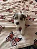 Rocket, a male Jack Russell Terrier for sale in Glenwood, GA – Photo 7 of 9