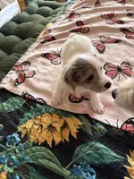 Rocket, a male Jack Russell Terrier for sale in Glenwood, GA – Photo 9 of 9