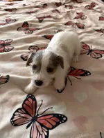 Rocket, a male Jack Russell Terrier for sale in Glenwood, GA – Photo 4 of 9