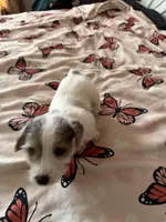 Rocket, a male Jack Russell Terrier for sale in Glenwood, GA – Photo 8 of 9