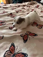 Rocket, a male Jack Russell Terrier for sale in Glenwood, GA – Photo 2 of 9