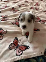 Rocket, a male Jack Russell Terrier for sale in Glenwood, GA – Photo 6 of 9