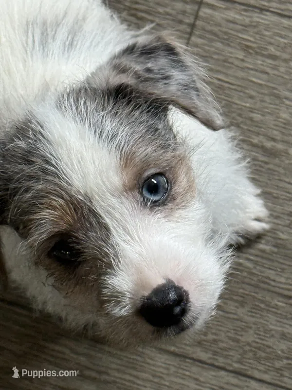 Rocket – Jack Russell Terrier puppy for sale in Glenwood, GA