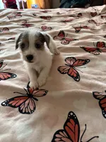 Rocket, a male Jack Russell Terrier for sale in Glenwood, GA – Photo 3 of 9