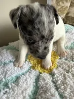 Cricket, a female Jack Russell Terrier for sale in Glenwood, GA – 7 of 8