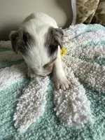Zara, a female Jack Russell Terrier for sale in Glenwood, GA – 4 of 5