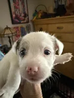Maggie, a female Jack Russell Terrier for sale in Glenwood, GA – 5 of 5