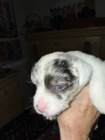 Mazie, a female Jack Russell Terrier for sale in Glenwood, GA – 2 of 4