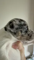 Cricket, a female Jack Russell Terrier for sale in Glenwood, GA – 6 of 8