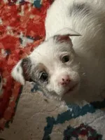 Maggie has blue eyes, a female Jack Russell Terrier for sale in Glenwood, GA – 6 of 10