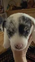 Mazie, a female Jack Russell Terrier for sale in Glenwood, GA – 3 of 4