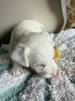Cotton, a male Jack Russell Terrier for sale in Glenwood, GA – 4 of 7