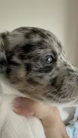 Cricket, a female Jack Russell Terrier for sale in Glenwood, GA – 2 of 8