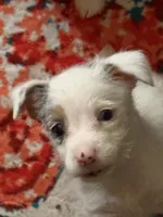 Maggie has blue eyes, a female Jack Russell Terrier for sale in Glenwood, GA – 8 of 10