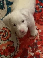 Cotton, a male Jack Russell Terrier for sale in Glenwood, GA – 10 of 10