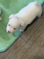 Cotton, a male Jack Russell Terrier for sale in Glenwood, GA – Photo 2 of 4