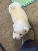 Cotton, a male Jack Russell Terrier for sale in Glenwood, GA – Photo 3 of 4