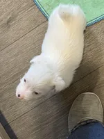 Cotton, a male Jack Russell Terrier for sale in Glenwood, GA – Photo 4 of 4