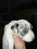 Mazie, a female Jack Russell Terrier for sale in Glenwood, GA – 4 of 4