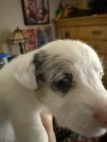 Maggie, a female Jack Russell Terrier for sale in Glenwood, GA – 4 of 5