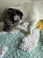 Cricket, a female Jack Russell Terrier for sale in Glenwood, GA – 8 of 8