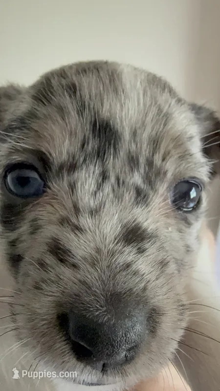 Cricket – Jack Russell Terrier puppy for sale in Glenwood, GA