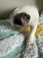 Zara, a female Jack Russell Terrier for sale in Glenwood, GA – 3 of 5